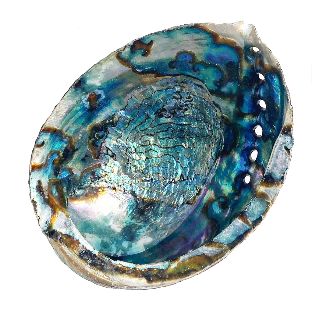 abalone shell, seashell, smudge bowl, sage, palo santo