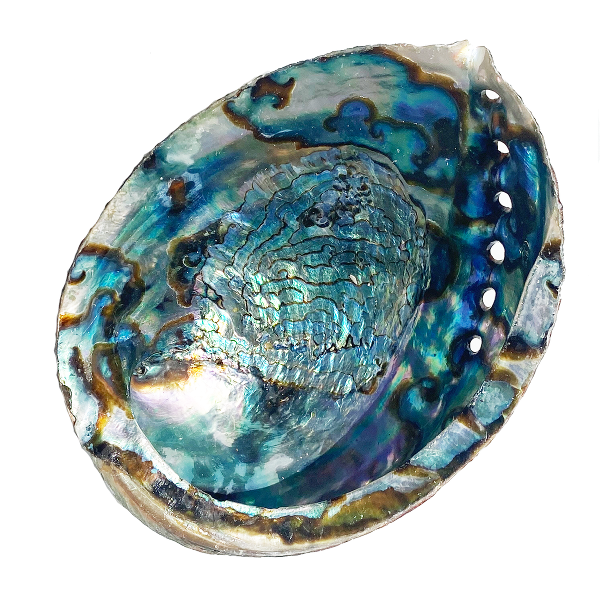 What Is Abalone Shell